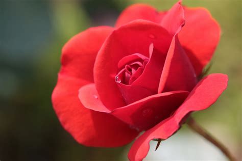 Saint Valentin Paris Les Meilleures Adresses Pour Offrir Un