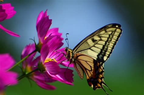 How do Butterflies Sleep? (All Questions Answered)