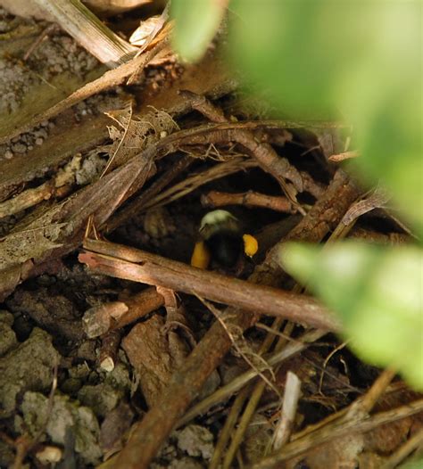 Stewardship Garden: Bumblebee nest discovered