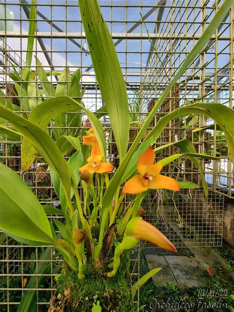 Maxillaria Molitor Orange Monique Jl Sancho Fasolin Flickr