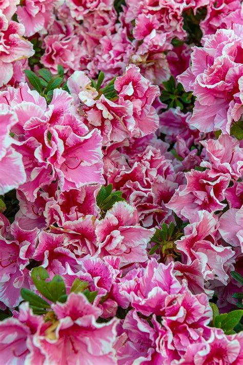 Cuidados Esenciales Para La Exuberante Flor Del Rododendro