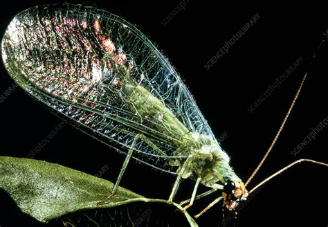 Green Lacewing Stock Image Z370 0033 Science Photo Library