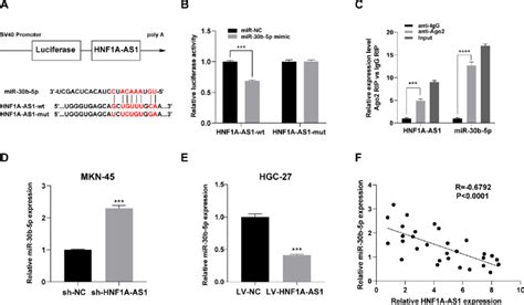 HNF1A AS1 Suppressed MiR 30b 5p Expression By Acting As A Sponge A