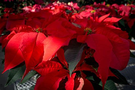 Christmas At Clemson Orange Spice Poinsettias Grown By C Flickr