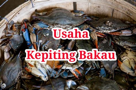 19+ Cara Memulai Usaha Kepiting Bakau bagi Pemula - Media Belajar Bahasa Inggris