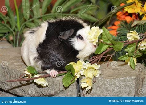 Guinea Pig And Flowers Stock Photo - Image: 23830770