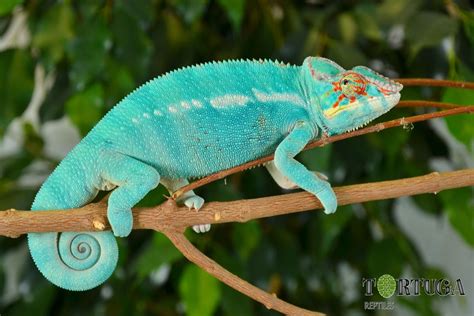 Best Chameleon Breeds For Pets | Pets Animals US