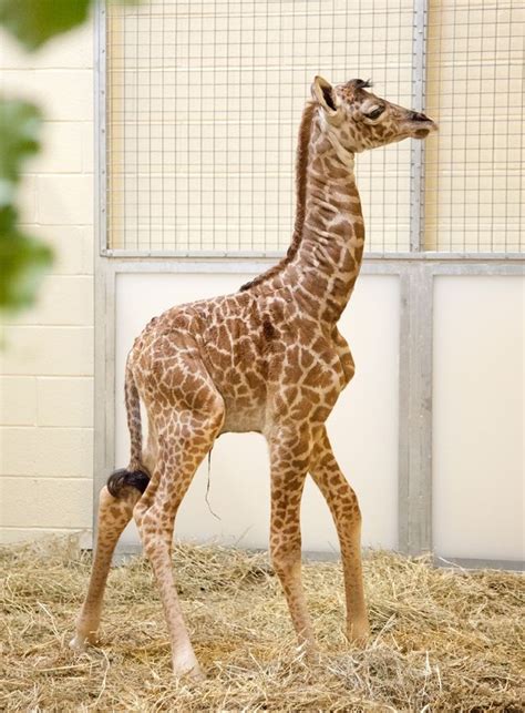 Photos of Baby Giraffe Born in Nashville Zoo | Live Science