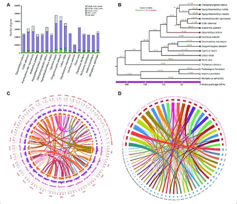 Comparative Genome Analyses A The Number Of Orthologous For 17