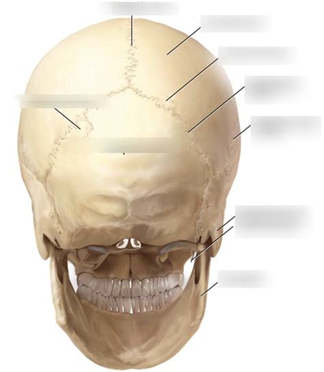 Cranial Sutures Diagram Quizlet