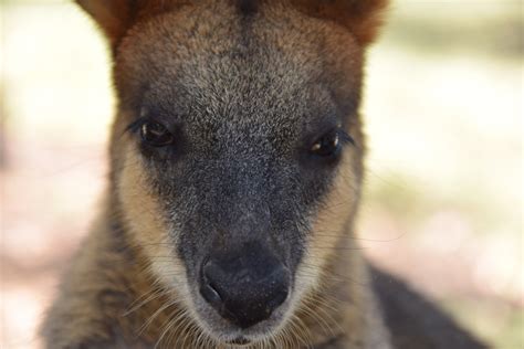 Free Images Nature Animal Cute Looking Wildlife Fur Portrait