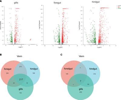 Frontiers Transcriptome Analysis Identifies LGP2 As An MDA5 Mediated