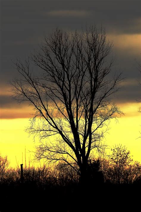 Bildet Landskap Tre Natur Horisont Gren Vinter Sky Anlegg Sol