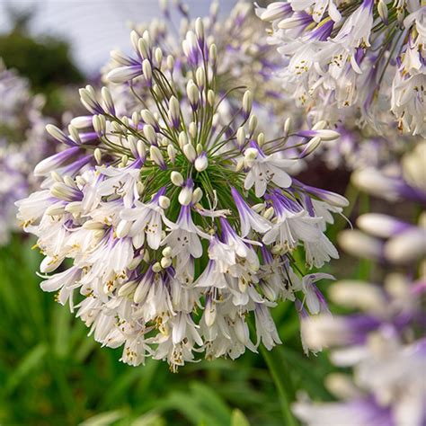 Fragrant Flowers Zone 8 - Mbi Garden Plant