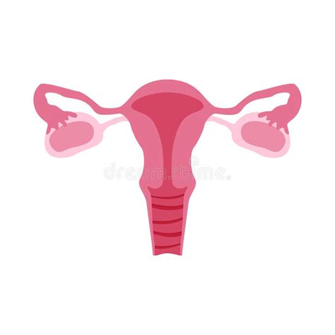 De Anatomie Van De Vagina Vector Illustratie Illustratie Bestaande Uit