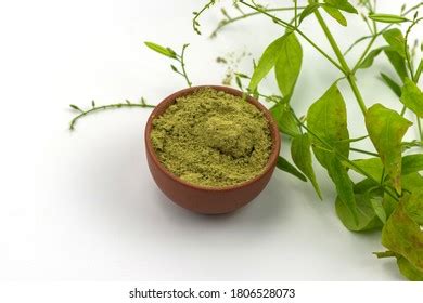 Medicinal Plants Andrographis Andrographis Extract Powder Stock Photo