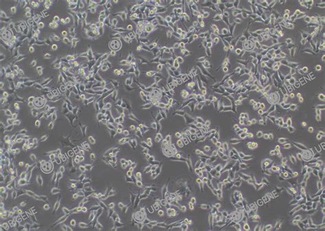 MC38 Cell Line Ubigene