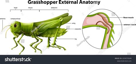 Internal Grasshopper Anatomy