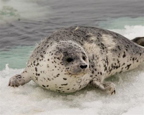 Animais Amea Ados De Extin O Pelas Mudan As Clim Ticas