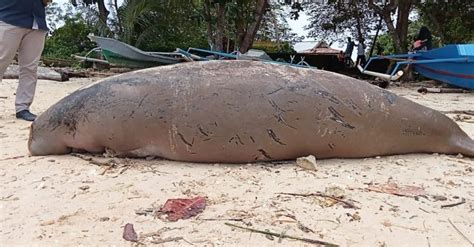 Nelayan Temukan Ikan Duyung Mati Terdampar Di Pantai Morotai Haliyora