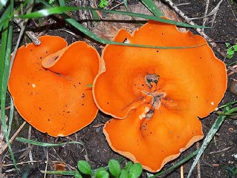 What Are The Orange Mushrooms In My Yard Identification