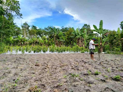 Jelang Malam Pergantian Tahun Petani Di Belitung Mulai Tanam Jagung