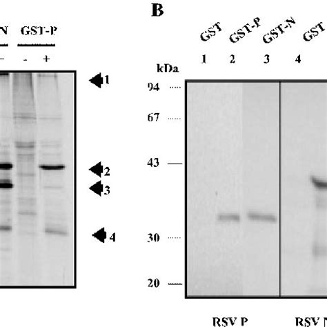 GST P And GST N Bind HRSV Polymerase Complex Proteins Pull Down Assays