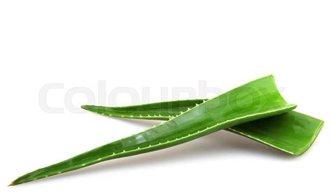 Aloe Vera Plant Isolated On White Stock Image Colourbox