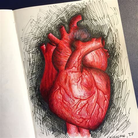 An Open Book With A Drawing Of A Human Heart On It S Cover