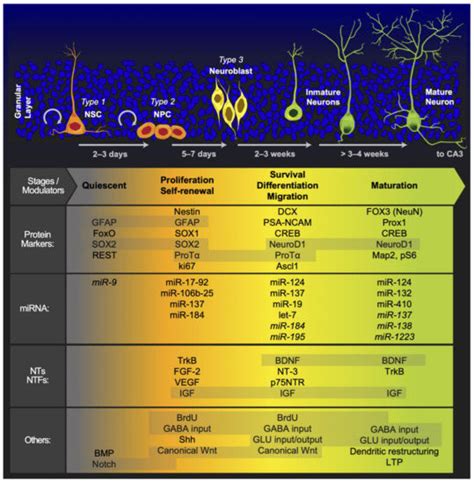 Ijms Free Full Text Adult Neurogenesis A Story Ranging From Controversial New Neurogenic