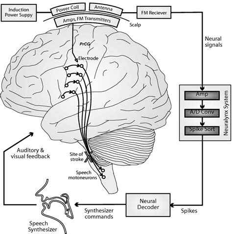 Schematic Of The Continuous Neural Decoder For Speech Synthesis Neural