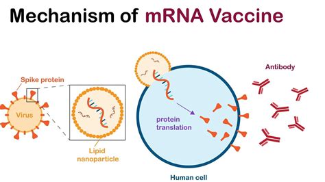 Why do mRNA Vaccines Cause Strongest Immune Response in Younger Individuals