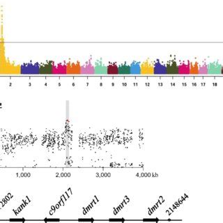 Mapping Of The Sex Determining Locus In Fighting Fish A Genome Wide