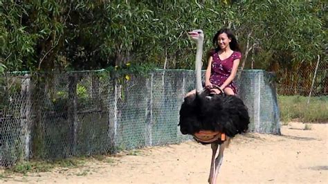 Ostrich Ride