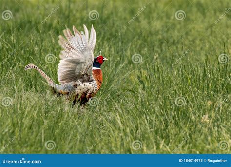 A Male Pheasant Flapping His Wings In A Grassy Meadow Stock Image