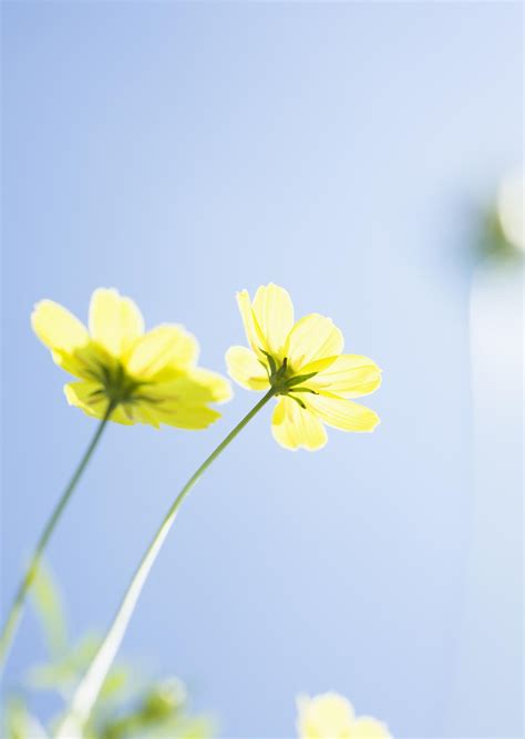 Yellow Cosmos Flower | Free Photo - rawpixel