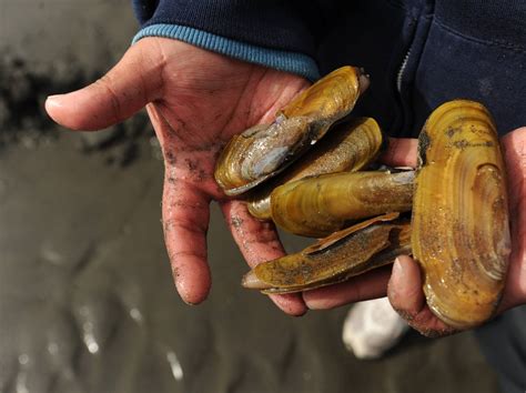 Eating Shellfish Youve Harvested Yourself Is Risky And Can Be Deadly