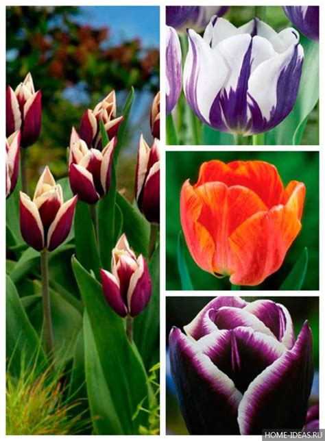 Variedades favoritas de tulipanes Qué grupos de variedades de