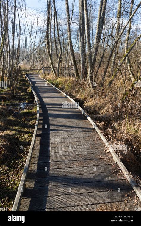 Boardwalk Raised Wooden Walkway Through Hi Res Stock Photography And