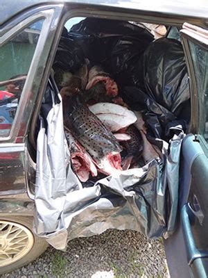 G Homem Preso Transportando Quilos De Pescado Irregular Em Mt