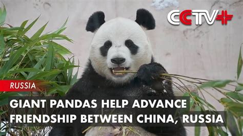 Giant Pandas Help Advance Friendship Between China Russia Youtube