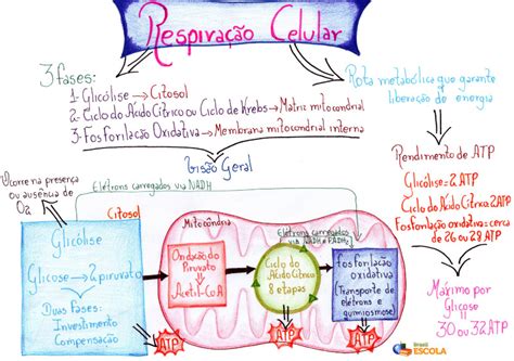 Respiração celular Entendendo o processo de respiração celular