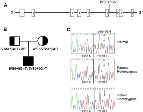 Mutant Analysis By Direct DNA Sequencing A Location Of Point Mutation