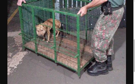 PMA de Costa Rica resgata cadela vítima de maus tratos ao ser