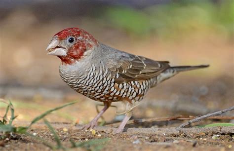 Gouldian Finch Facts As Pets Care Feeding Behavior Price