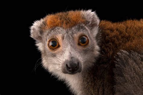 Endangered Female Crowned Lemur Eulemur Coronatus Joel Sartore