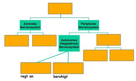 1 Das Nervensystem des Menschen im Überblick Diagram Quizlet