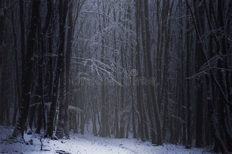 Dark Forest with Snow in Winter Stock Photo - Image of rain, landscape ...