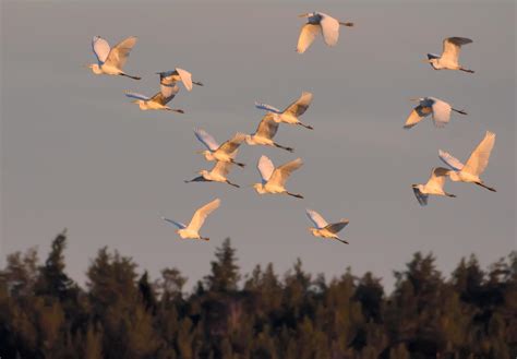 Large flock of great white egrets - Ardea alba - fly over the forest