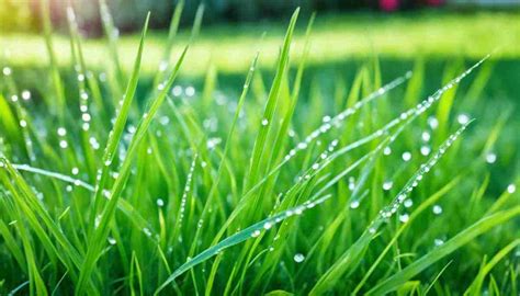 Discover Popular Types Of Grass For Lawns & Gardens